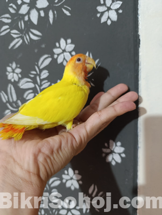 Red head opaline baby